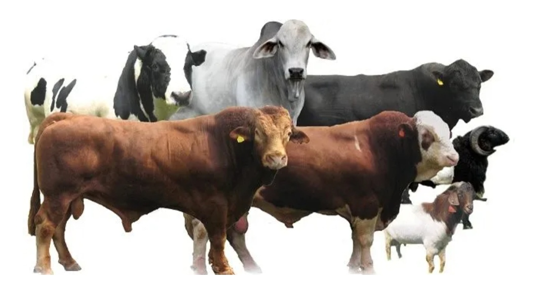 Harga Hewan Kurban 2026: Sapi Mulai Rp13 Juta, Kambing Rp1,8 Juta