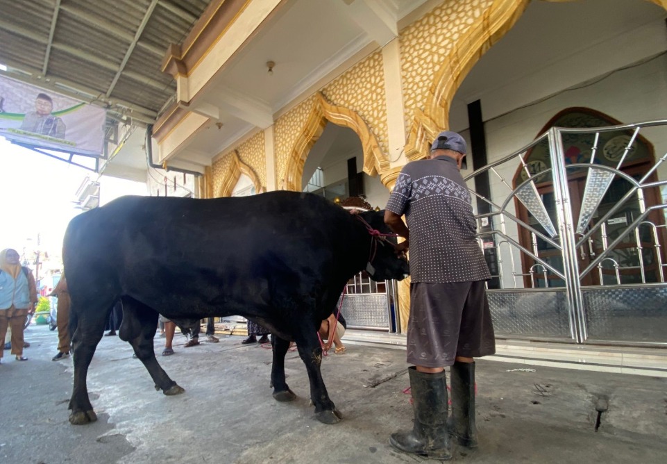 Bagaimana Muhammadiyah Jatim Melihat Banpres Sapi Kurban dari APBN?