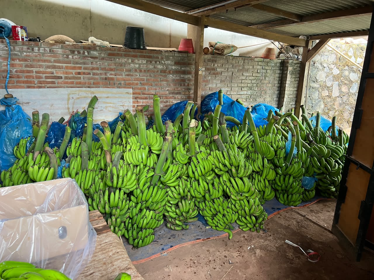 Potensi Ekonomi Pisang Cavendish di Desa Kalikatir: KKN-P Umsida Dampingi Inovasi dan Diversifikasi Produk