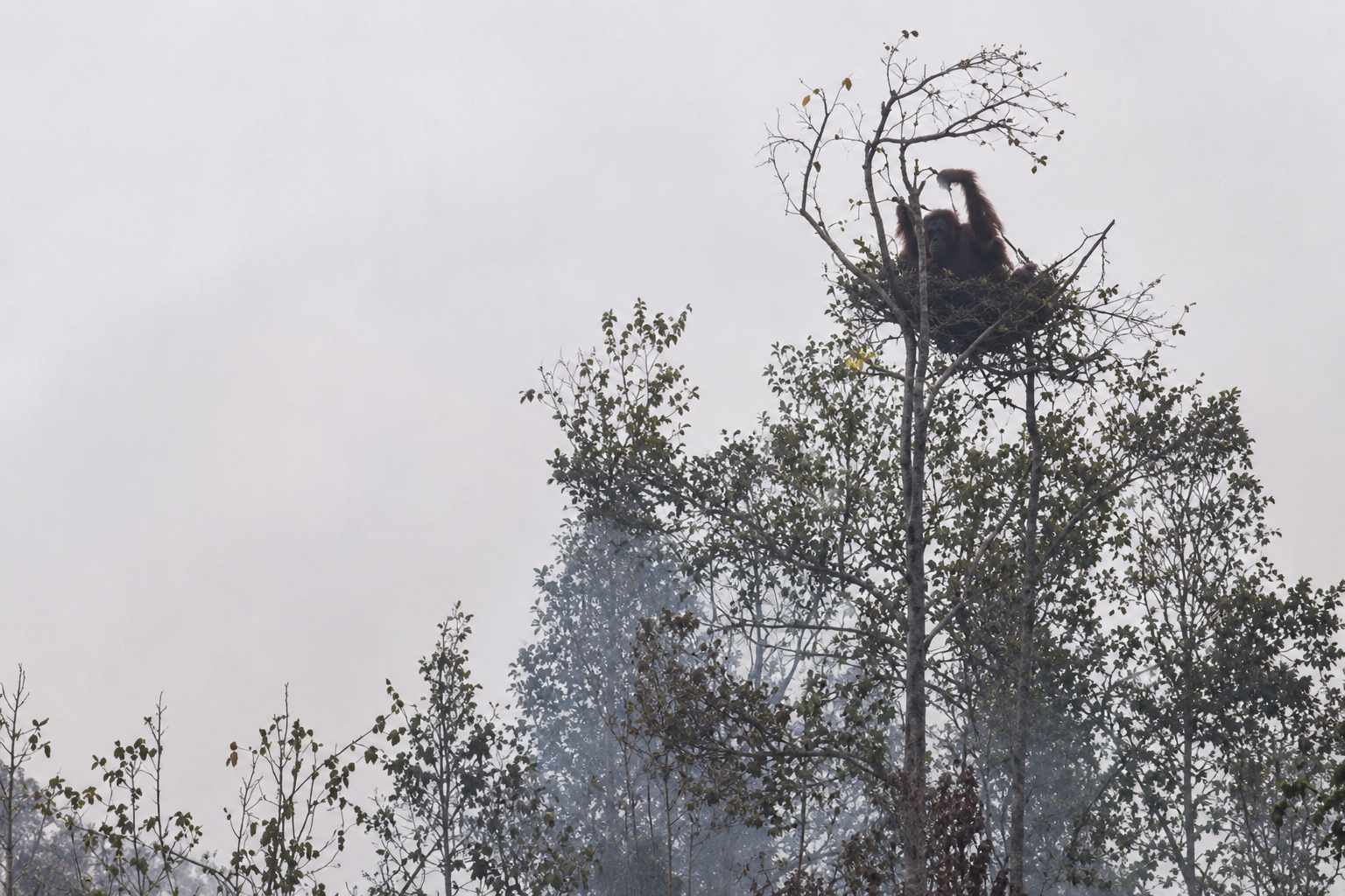 Orangutan Terjebak Karhutla di Atas Pohon, Induk dan Anak Dievakuasi Tim BKSDA Kalteng