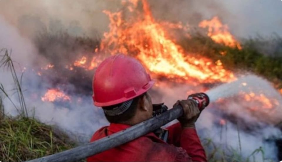 MUI Desak Prabowo Turun Tangan, Pembakar Hutan Harus Ditindak Tegas